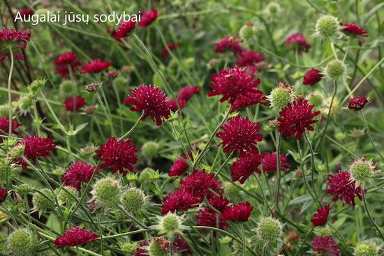 Buožainė makedoninė (Knautia macedonica)